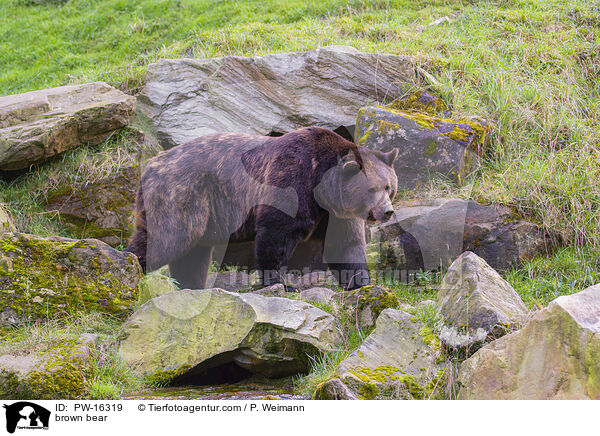 Europischer Braunbr / brown bear / PW-16319