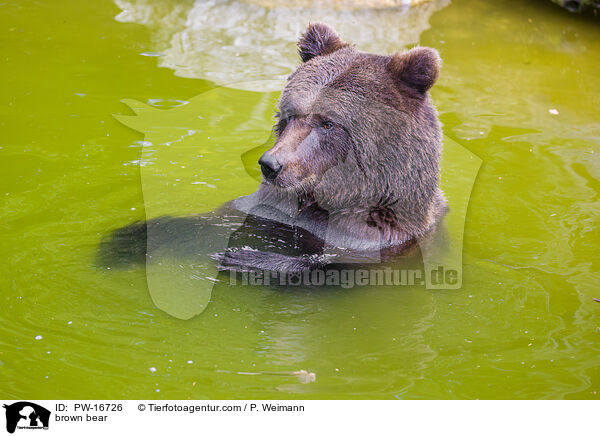 brown bear / PW-16726