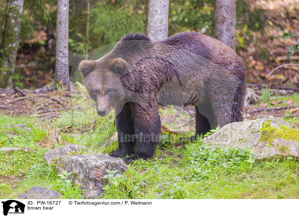 Europischer Braunbr / brown bear / PW-16727