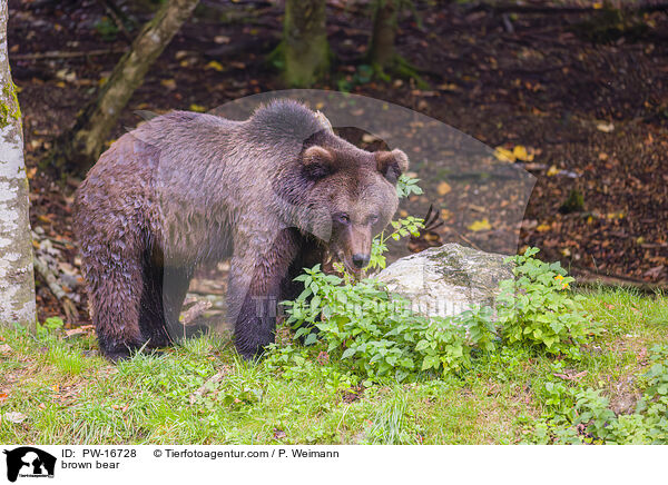 Europischer Braunbr / brown bear / PW-16728