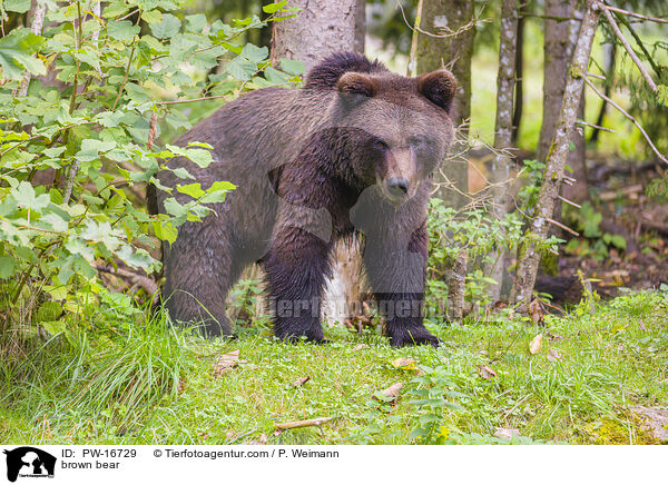 Europischer Braunbr / brown bear / PW-16729