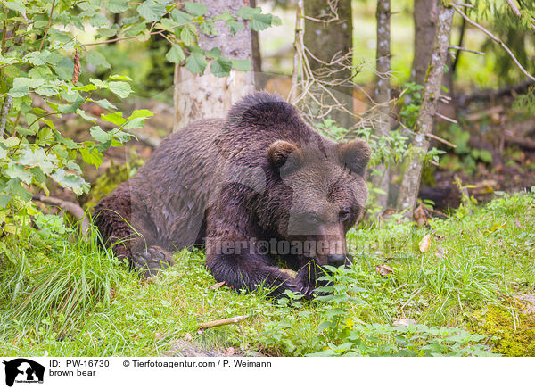 Europischer Braunbr / brown bear / PW-16730