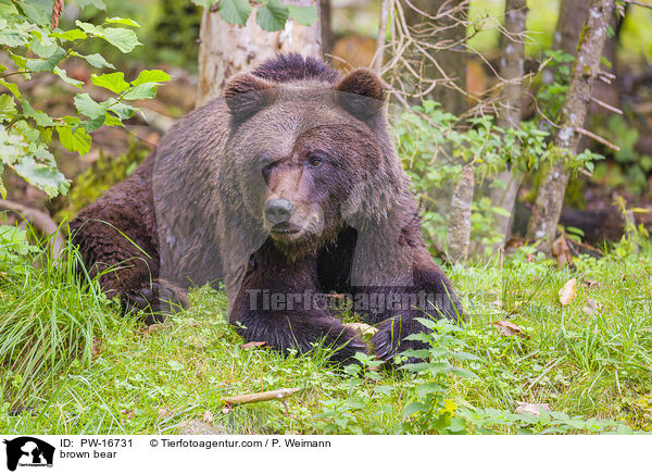 Europischer Braunbr / brown bear / PW-16731