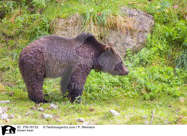 brown bear / PW-16732