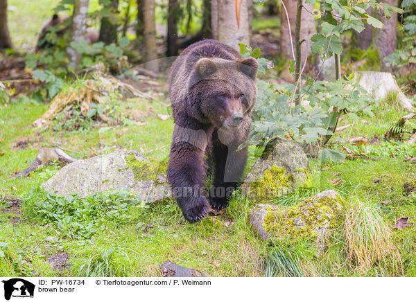 Europischer Braunbr / brown bear / PW-16734