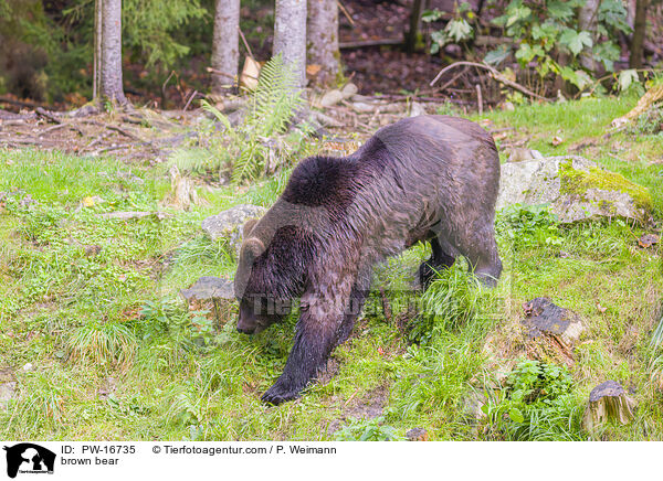 Europischer Braunbr / brown bear / PW-16735