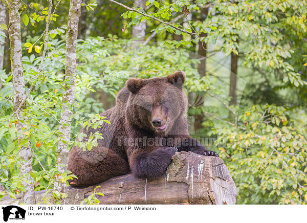 Europischer Braunbr / brown bear / PW-16740