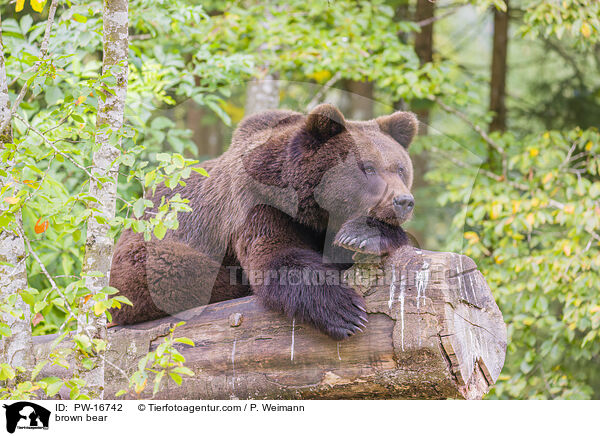 Europischer Braunbr / brown bear / PW-16742