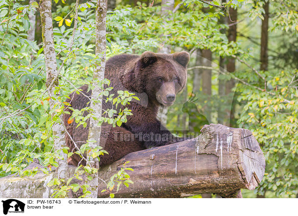 Europischer Braunbr / brown bear / PW-16743