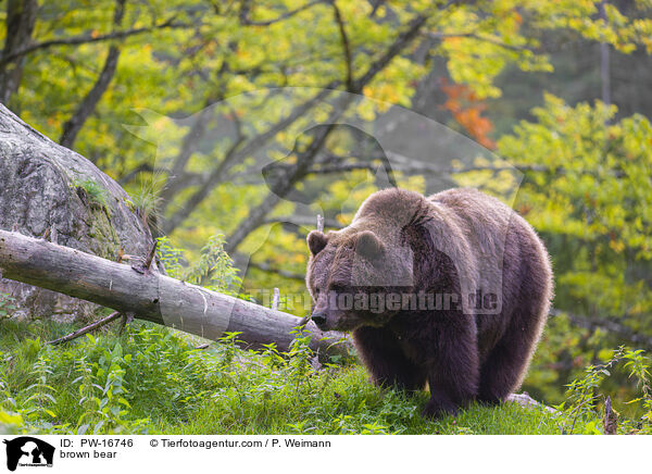 Europischer Braunbr / brown bear / PW-16746