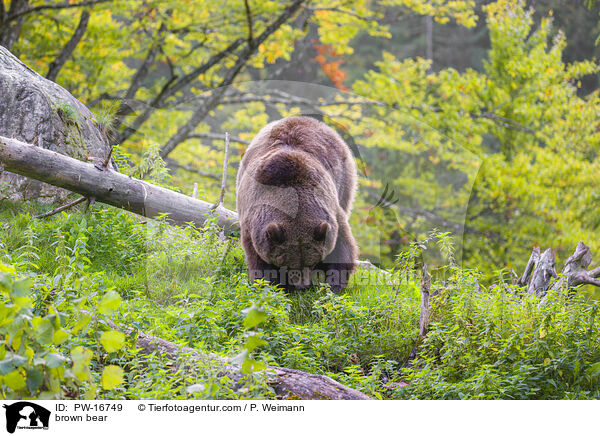 Europischer Braunbr / brown bear / PW-16749
