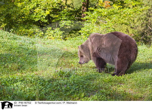 Europischer Braunbr / brown bear / PW-16752