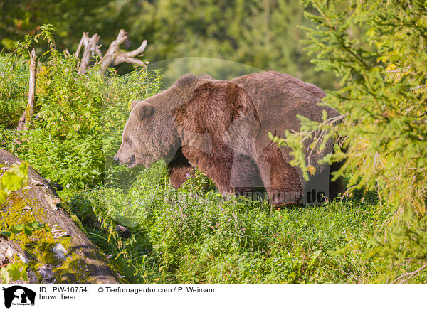 Europischer Braunbr / brown bear / PW-16754