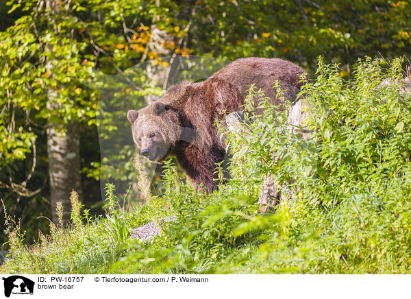 Europischer Braunbr / brown bear / PW-16757