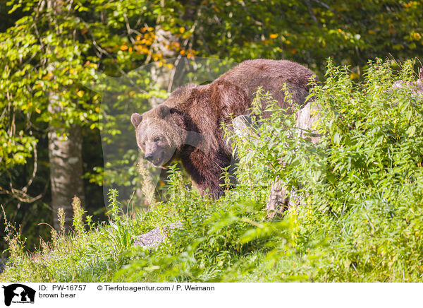 brown bear / PW-16757
