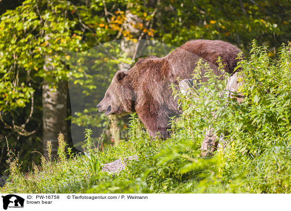 Europischer Braunbr / brown bear / PW-16758