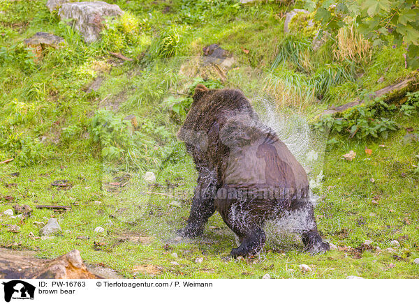 Europischer Braunbr / brown bear / PW-16763