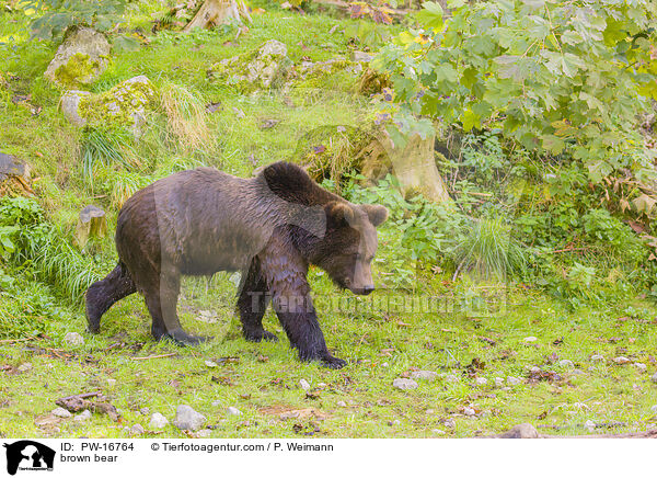brown bear / PW-16764