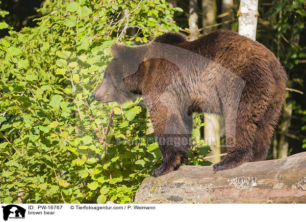 Europischer Braunbr / brown bear / PW-16767