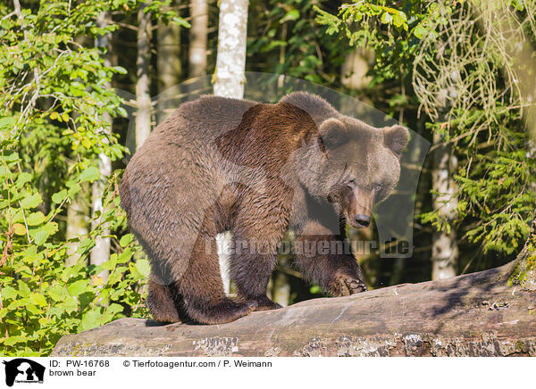Europischer Braunbr / brown bear / PW-16768