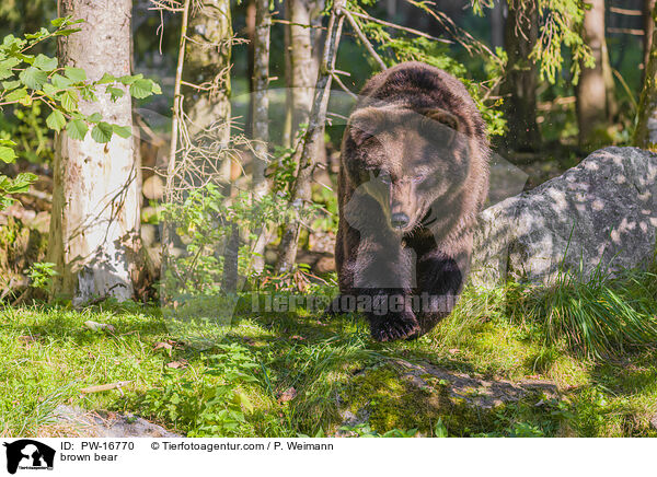 Europischer Braunbr / brown bear / PW-16770