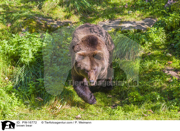 brown bear / PW-16772