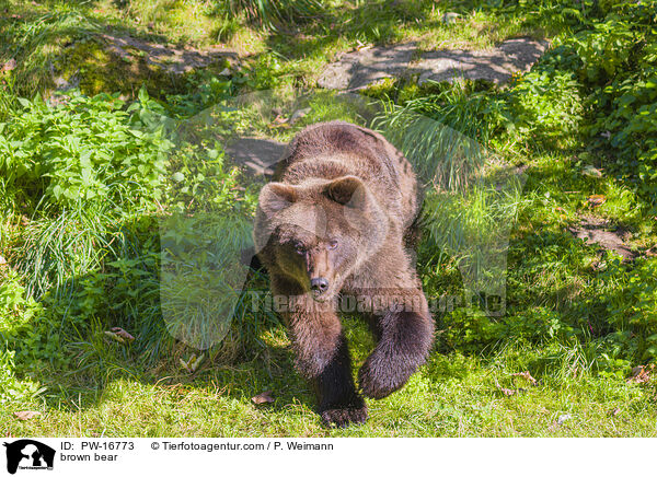brown bear / PW-16773