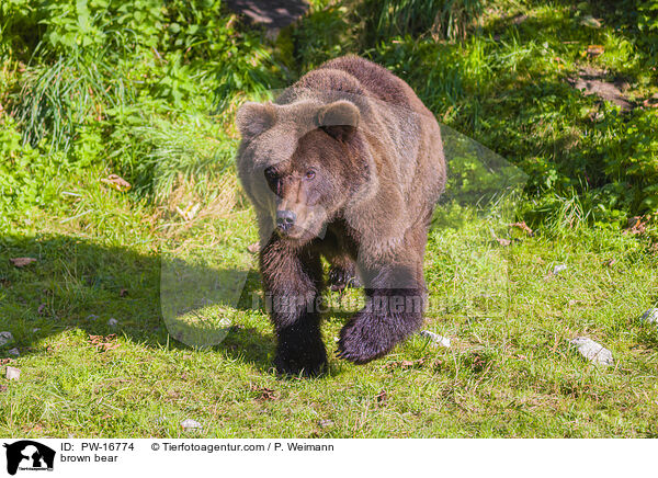 Europischer Braunbr / brown bear / PW-16774