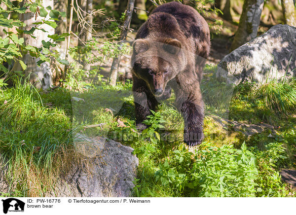 Europischer Braunbr / brown bear / PW-16776