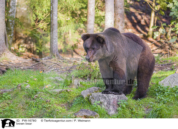 Europischer Braunbr / brown bear / PW-16780