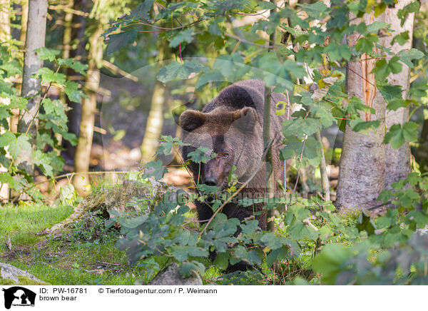 Europischer Braunbr / brown bear / PW-16781