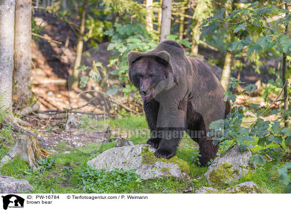 Europischer Braunbr / brown bear / PW-16784
