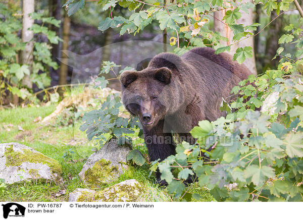 Europischer Braunbr / brown bear / PW-16787