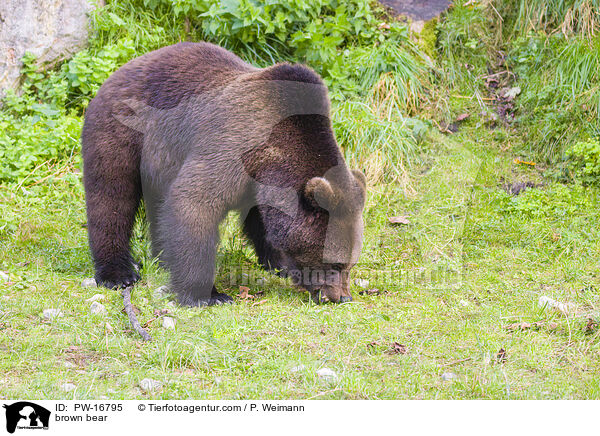 brown bear / PW-16795