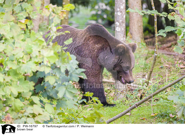 Europischer Braunbr / brown bear / PW-16797