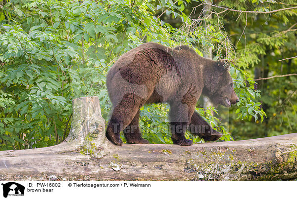 Europischer Braunbr / brown bear / PW-16802