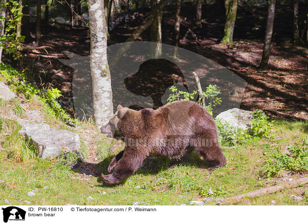 Europischer Braunbr / brown bear / PW-16810