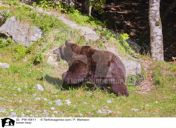 Europischer Braunbr / brown bear / PW-16811