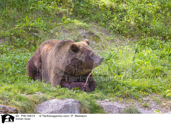 Europischer Braunbr / brown bear / PW-16814