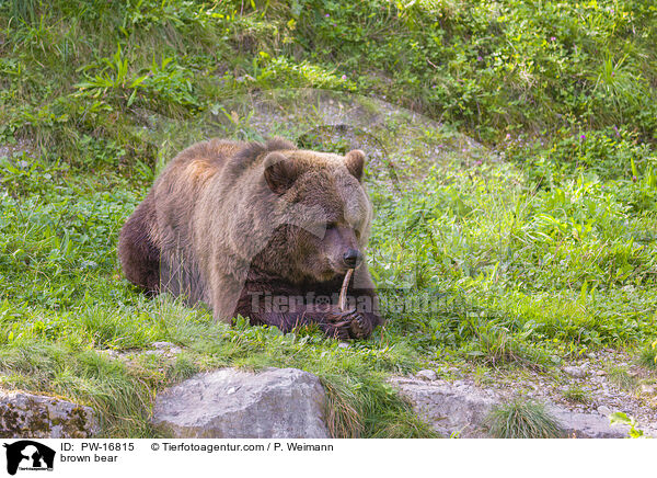 brown bear / PW-16815
