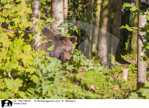 Europischer Braunbr / brown bear / PW-16818