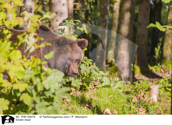Europischer Braunbr / brown bear / PW-16819