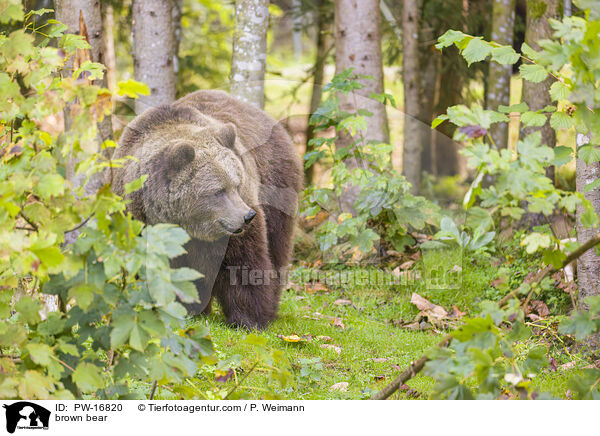 Europischer Braunbr / brown bear / PW-16820