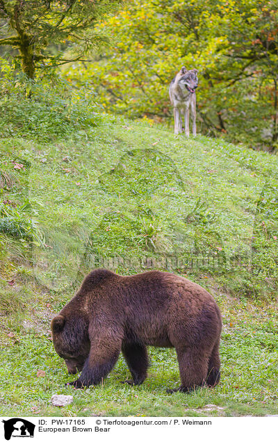 European Brown Bear / PW-17165