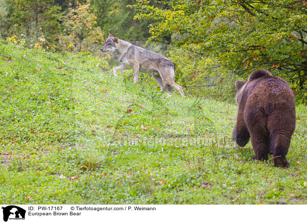 Europischer Braunbr / European Brown Bear / PW-17167
