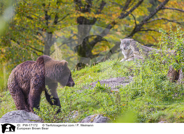 European Brown Bear / PW-17172