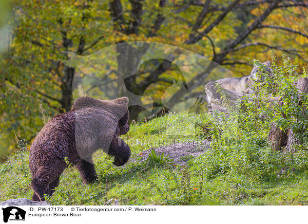 Europischer Braunbr / European Brown Bear / PW-17173