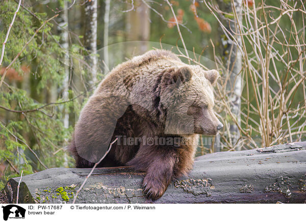 Europischer Braunbr / brown bear / PW-17687