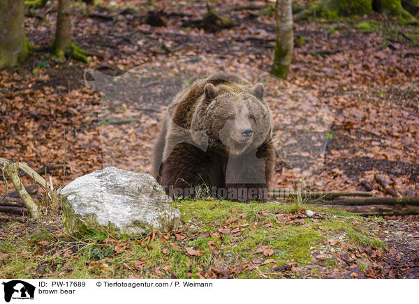 Europischer Braunbr / brown bear / PW-17689