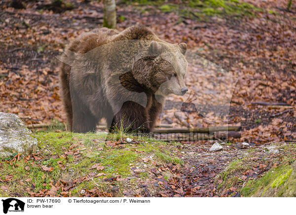Europischer Braunbr / brown bear / PW-17690